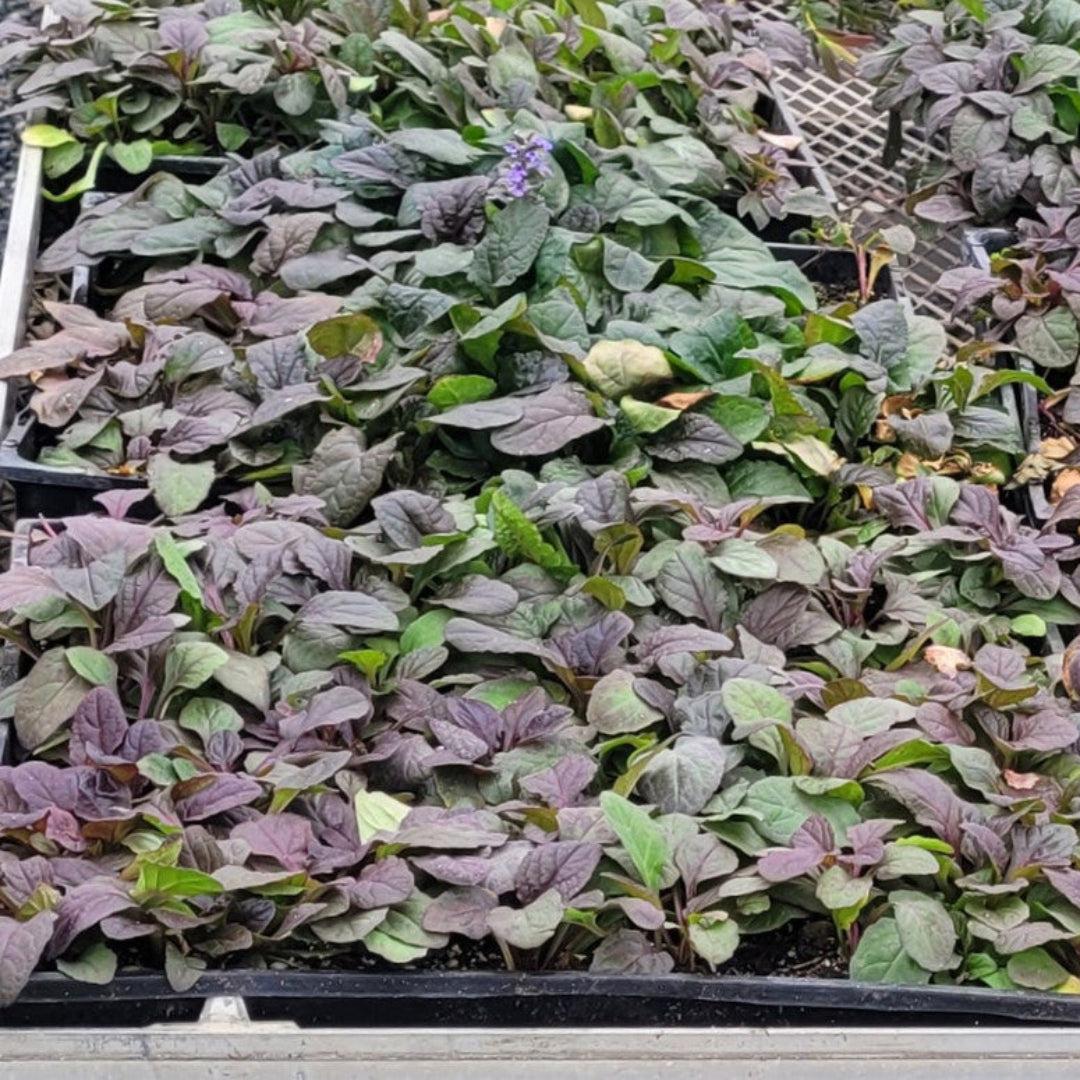 Ajuga Bronze Beauty spreading groundcover