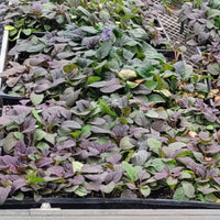 Ajuga Bronze Beauty spreading groundcover