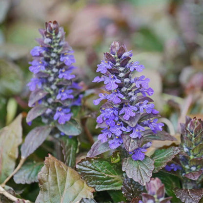 Ajuga Chocolate Chip in spring bloom
