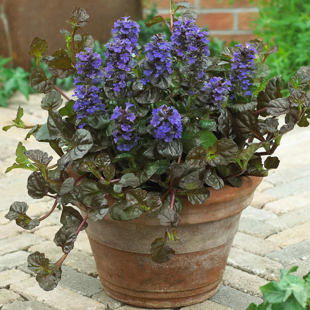 Low-growing Ajuga Chocolate Chip foliage