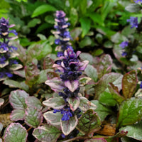 Ajuga reptans Burgundy Glow perennial groundcover