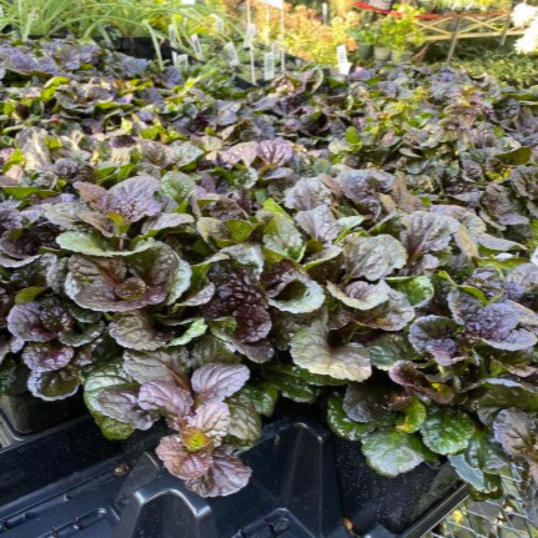 Ajuga Black Scallop perennial flowers