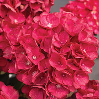 Close-up view of Hydrangea Akadama petals highlighting delicate pink and white shades