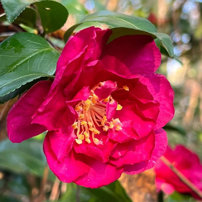 Camellia Alabama Beauty