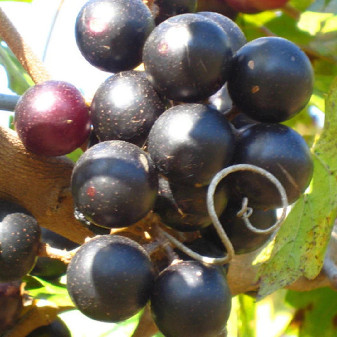 Alachua Muscadine Grape Vine growing on a trellis with forming grape clusters
