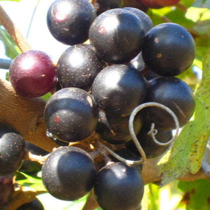 Alachua Muscadine Grape Vine growing on a trellis with forming grape clusters
