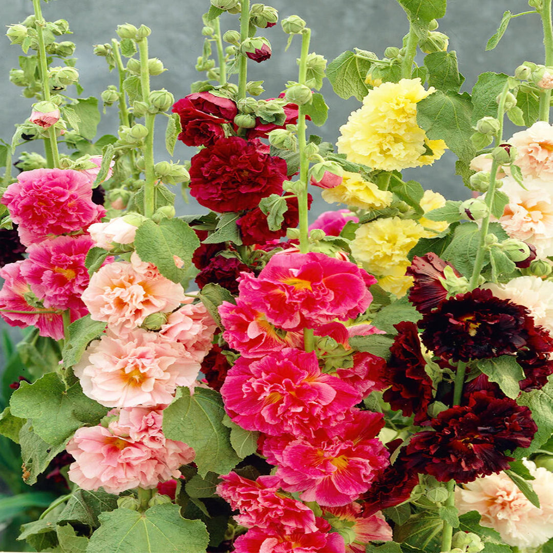 Alcea rosea ‘Chater&