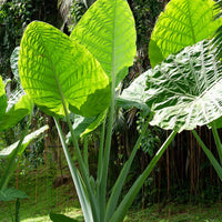 Elephant Ear
