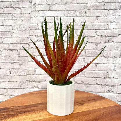 Gorgeous Aloe vera Plant in Ceramic Pot -Good Gift