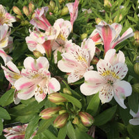 Alstroemeria ‘Inca Ice’ (Vienna series) lush foliage with soft pastel blossoms