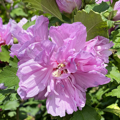 Althea , Double Purple Blooms Tree