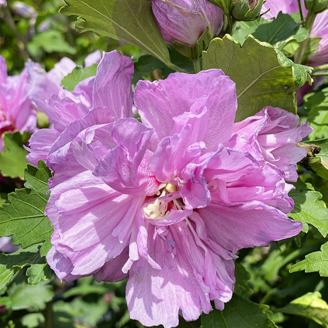 Double lavender blooms on Purple Althea