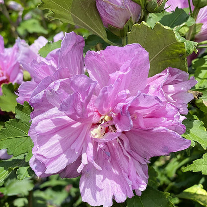 Double lavender blooms on Purple Althea