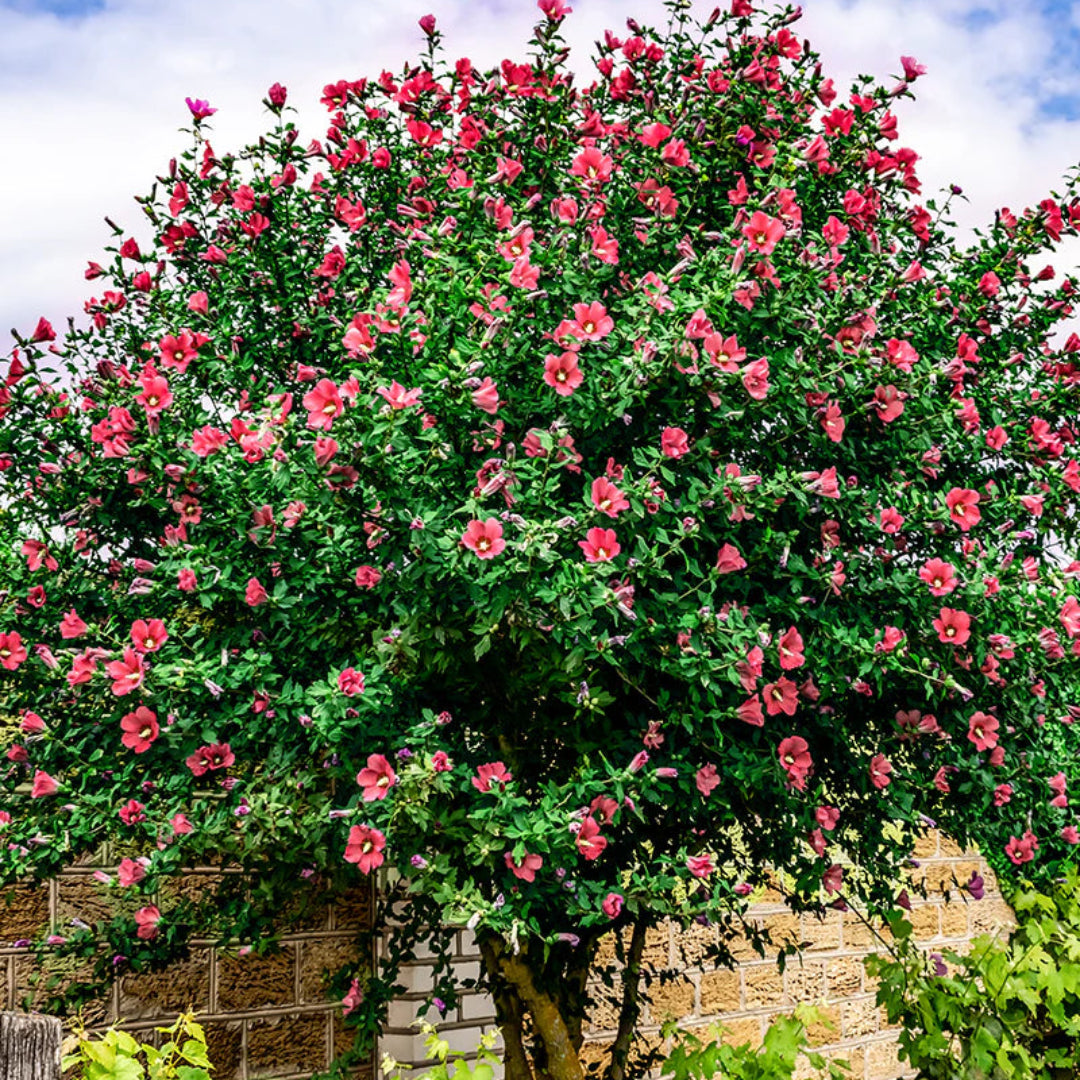 Variegated Lucy Red Althea (Tree Form)