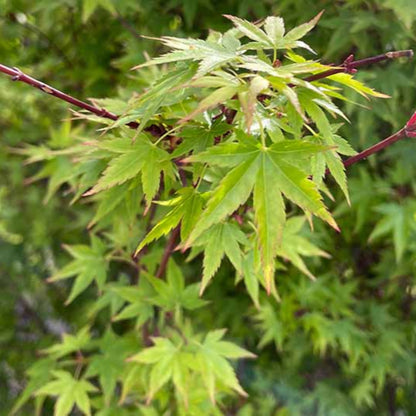 Amber Ghost Japanese Maple