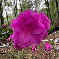 Amelia Rose Azalea flowering shrub with bright pink blooms in garden landscape