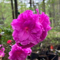Close up of Amelia Rose Azalea plant showing vibrant rose pink flowers