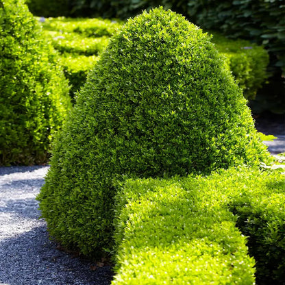Skyline Boxwood