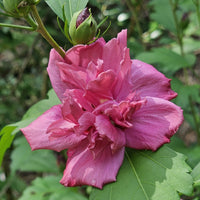 Amplissimus Althea flowering tree with rounded crown and pink blooms