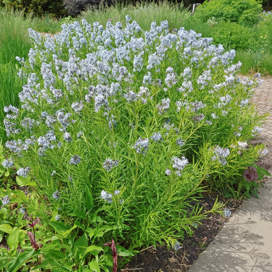 Amsonia Hubrichtii Blue Star