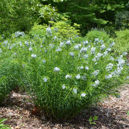 Amsonia Hubrichtii Blue Star