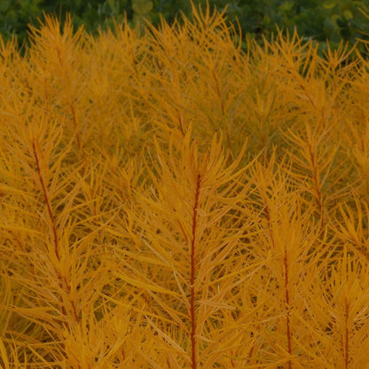 Amsonia hubrichtii ‘Butterscotch’ Blue Star Plant - [EG]