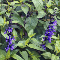 Black & Blue' Blue Anise Sage Perennial Sage