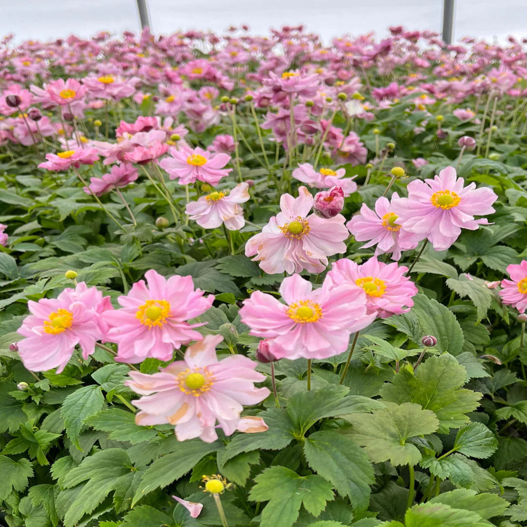Anemone &