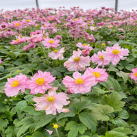 Anemone 'Fantasy Pocahontas'