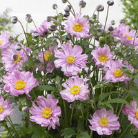 Anemone 'Fantasy Pocahontas'