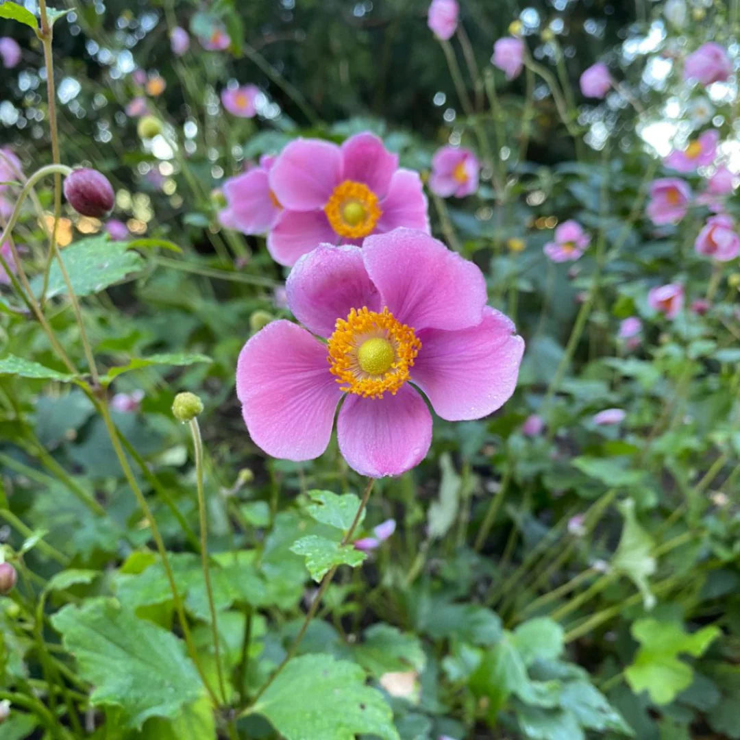Anemone x hybrida &