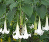 Angels Trumpet