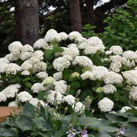 Annabelle Hydrangea shrub in full bloom in a garden landscape – white hydrangea plant from Pixies Gardens