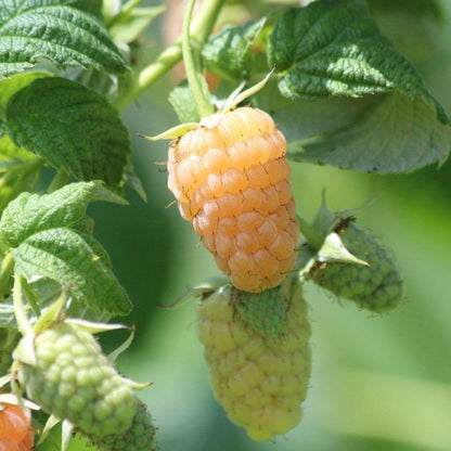Anne Everbearing Yellow Raspberry
