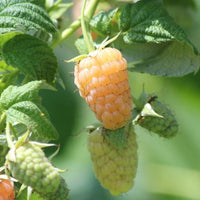 Anne everbearing yellow raspberry producing sweet golden fruit during fall season