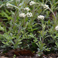 Antennaria carpatica 'White Pussytoes' - [EG]