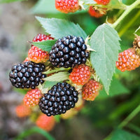 Apache Blackberry