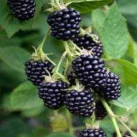 Apache Blackberry