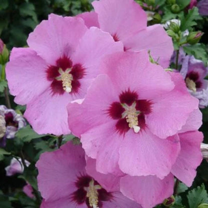 Althea Single Pink with Red Throat Tree