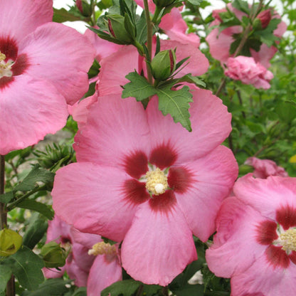 Hibiscus syriacus flower close-up