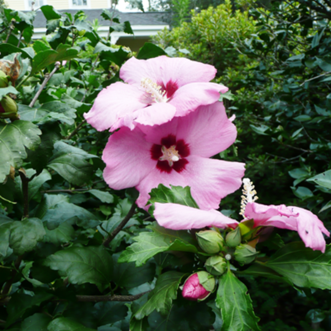 Althea Single Pink with Red Throat Tree