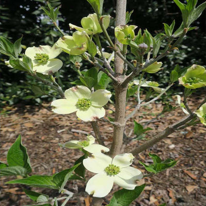 Appalachian Spring Dogwood
