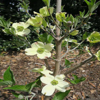 Blooming Appalachian Spring White Dogwood landscape