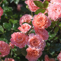 Warm apricot flowers cover compact Apricot Drift Rose shrub
