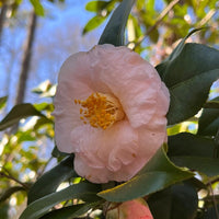 April Blush camellia plant in pot evergreen landscape shrub
