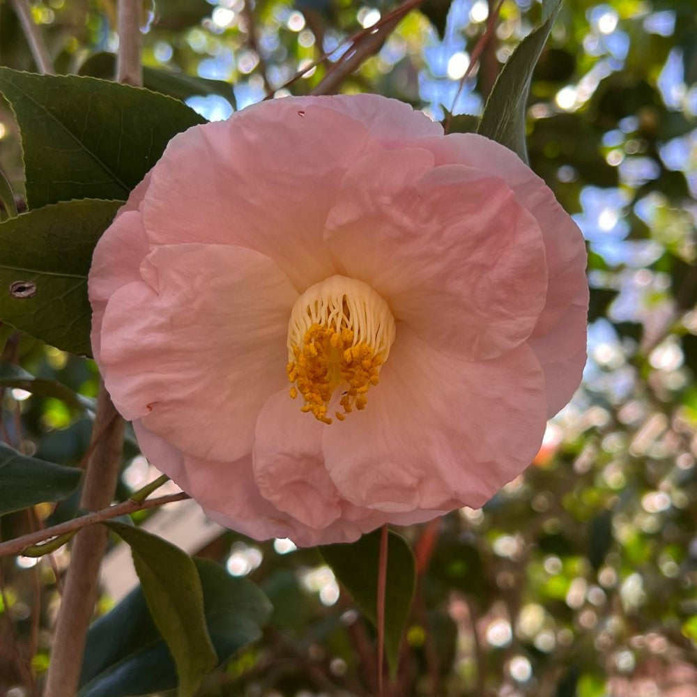 Camellia April Blush-Cold Hardy to 5*F