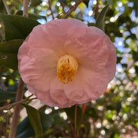Camellia April Blush pink winter flowers cold hardy evergreen shrub