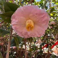 April Blush camellia semi double shell pink blooms close up
