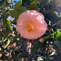 Camellia April Blush shrub with large pink winter flowers