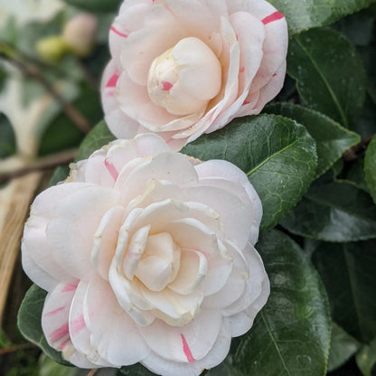 April Dawn Camellia-Cold Hardy to 5*F